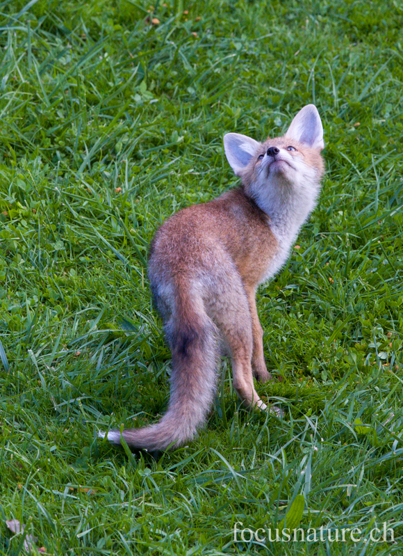 Renard 7580.jpg - Renardeau roux, Vulpes vulpes qui voit passer une chauve-souris! (Ermitage, Genève, Suisse, juin 2013)